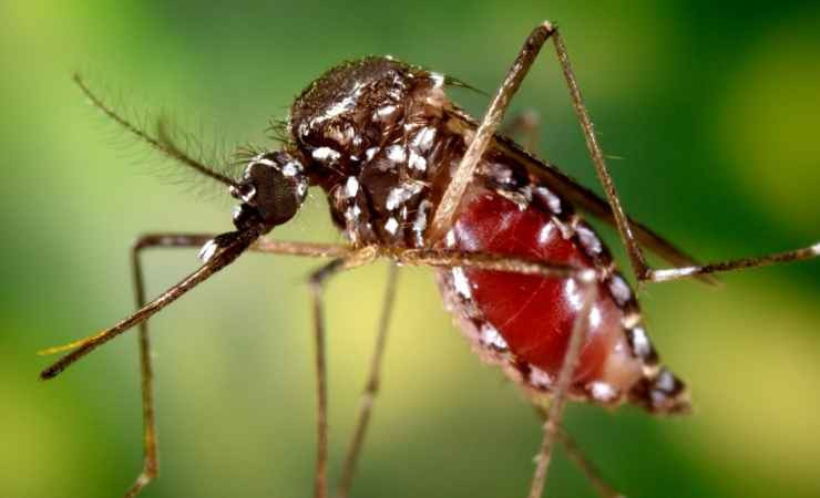 Çin’de acil durum ilan edildi! Chikungunya virüsü yayılıyor!