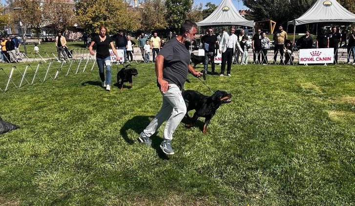 Gölbaşı'nda köpekler en güzel seçilmek için yarıştı! - Resim : 4