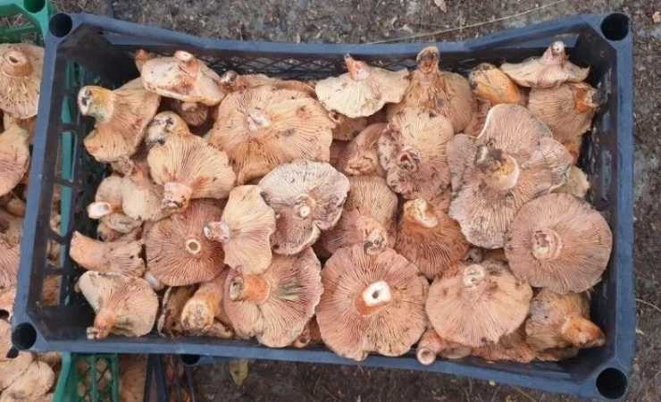 Beypazarı'nda Kanlıca mantarı sofralarda yerini almaya başladı