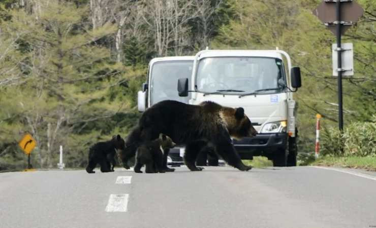 Japonya'da hükümet ayı saldırıları için yerel yönetimlere ek bütçe verecek