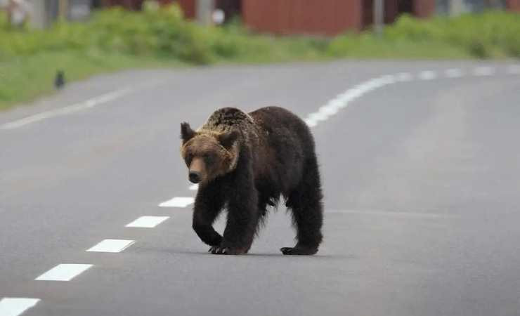 Japonya'da AVM'ye giren ayı operasyonla öldürüldü