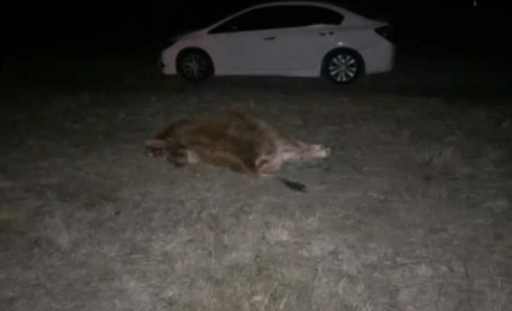 Çorum'da yola çıkan danaya çarpan otomobilde 2 kişi yaralandı