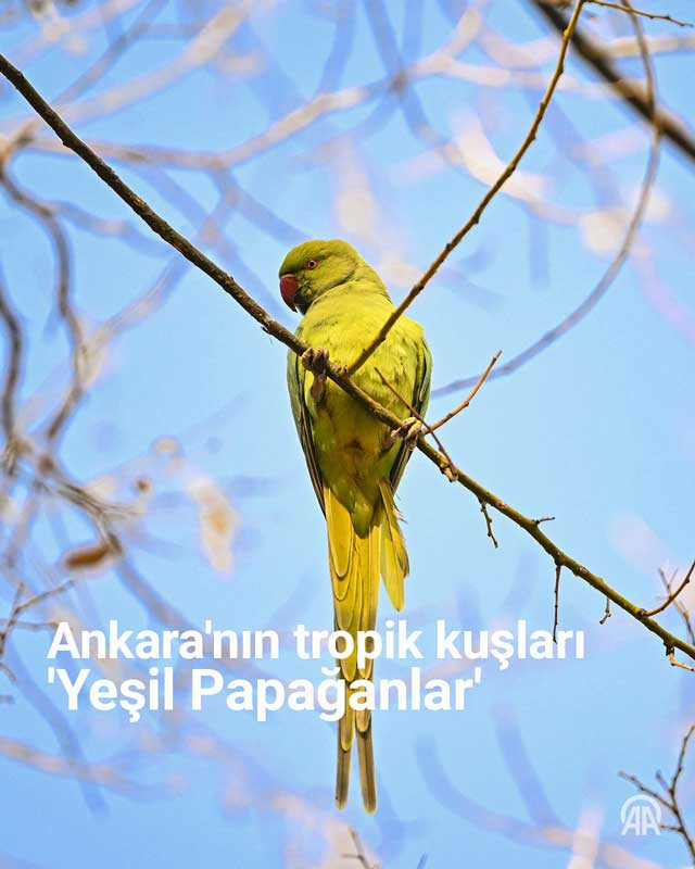 Kurtuluş Parkı'nda yaşayan Ankara'nın tropik kuşları Yeşil Papağanlar!