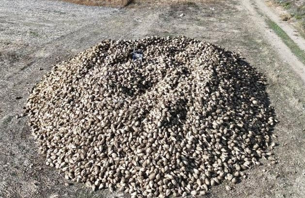 Polatlı'da şeker pancarı hasadı tüm hızıyla devam ediyor - Resim : 2