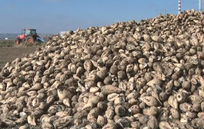 Polatlı'da şeker pancarı hasadı tüm hızıyla devam ediyor