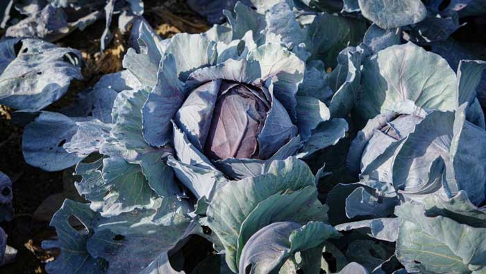 Beypazarı'nda mor lahana hasadında tarladaki son ürünler toplanıyor