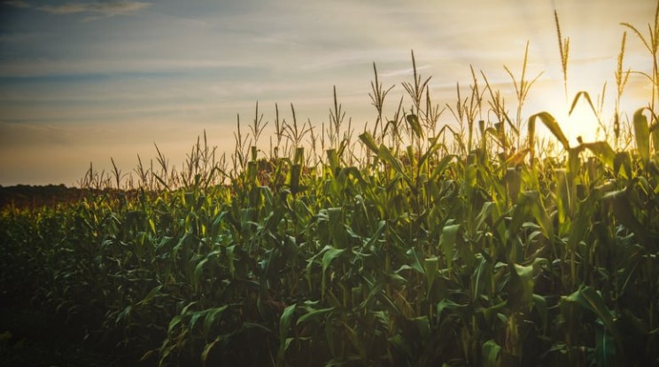Başkentte yağışlar tarımsal faaliyetler için beklentiyi karşıladı