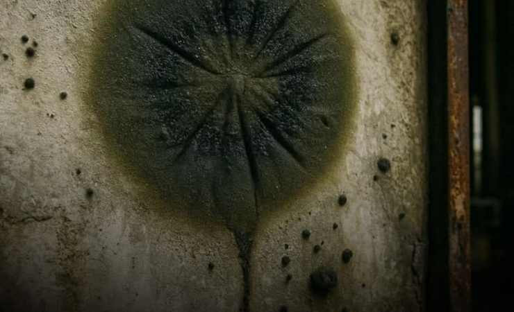 Çernobil’de radyasyon yiyen mantar keşfedildi