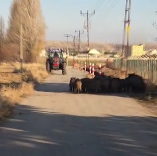 Elmadağ’da tarlalara dadanan domuz sürüsünü çiftçiler kovaladı
