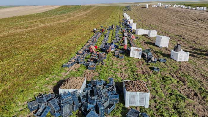 Ankara'nın havuç deposu Beypazarı'nda hummalı kışlık hasat mesaisi başladı! - Resim : 2