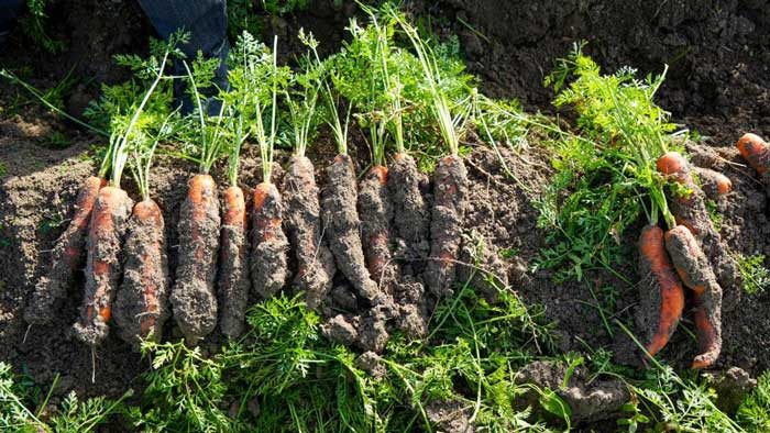 Ankara'nın havuç deposu Beypazarı'nda hummalı kışlık hasat mesaisi başladı!