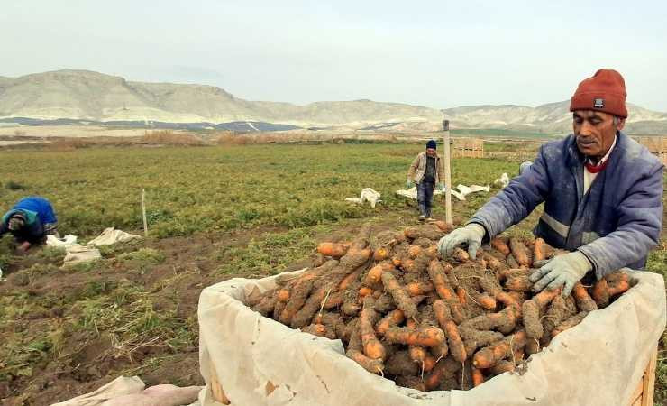 Beypazarı'nda havuç hasadı yoğunluğu yaşanıyor