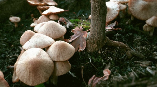 Rahat uyku uyumak isteyenler kışın bu gıdaları yesin!