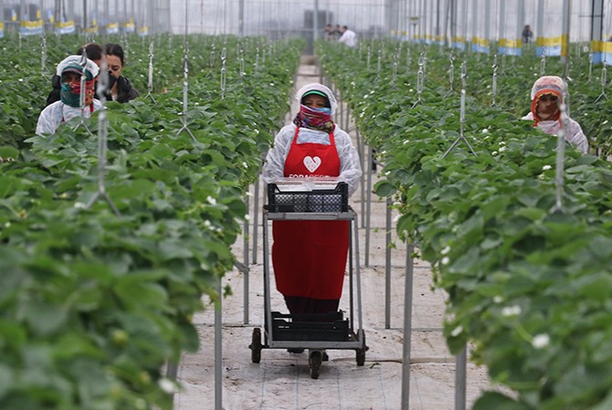 Yapay zeka destekli topraksız serada üretilen çilekler ihraç edilmeye başlandı