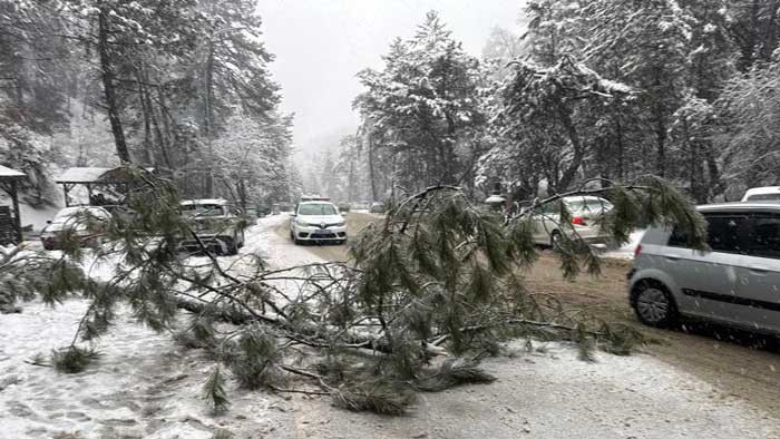 Kızılcahamam'da karın ağırlığına dayanamayan çam ağacı devrildi - Resim : 2