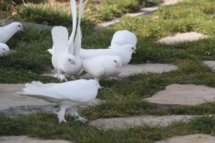 Pursaklar Belediyesinin Endemik Vadisi Ankara'nın 4 beyazını ziyaretçilerle buluşturuyor - Resim : 2