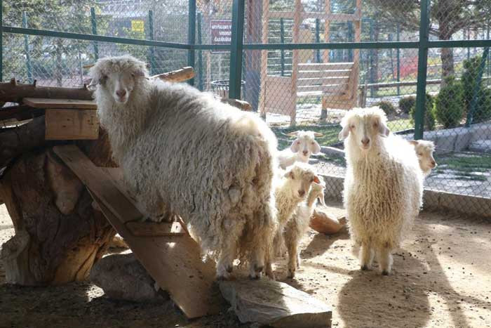 Pursaklar Belediyesinin Endemik Vadisi Ankara'nın 4 beyazını ziyaretçilerle buluşturuyor - Resim : 3