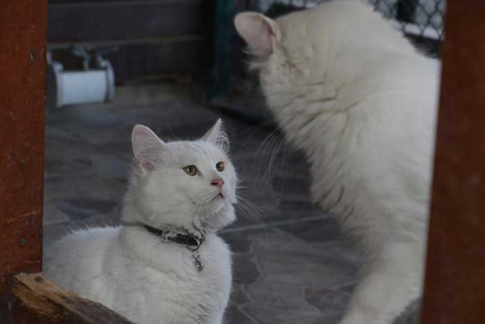 Pursaklar Belediyesinin Endemik Vadisi Ankara'nın 4 beyazını ziyaretçilerle buluşturuyor - Resim : 4