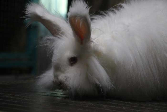 Pursaklar Belediyesinin Endemik Vadisi Ankara'nın 4 beyazını ziyaretçilerle buluşturuyor