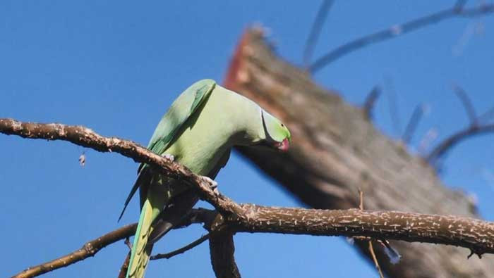 30 sene önce Ankara'da devrilen kamyon bugün nelere neden oldu? Şimdi her yerdeler - Resim : 2