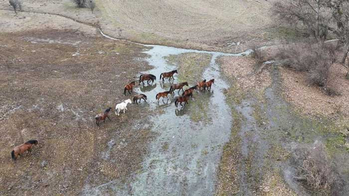 Çamlıdere'de yılkı atları havadan görüntülendi!