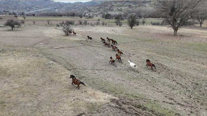 Çamlıdere'de yılkı atları havadan görüntülendi! - Resim : 4