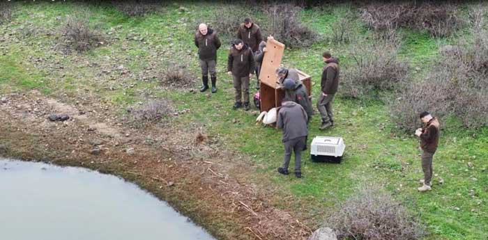 Ankara'da bir evin bahçesine düşen kuğu Edirne'de özgürlüğüne kavuştu