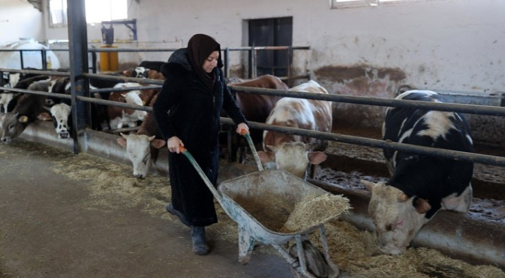 Çubuk'ta kadın girişimci hayvancılıkta kendi işini kurdu