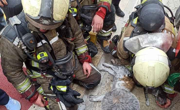 Kahramankazan'da yangından etkilenen kedileri sağlık ekibi hayata döndürdü
