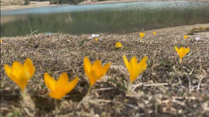 Kızılcahamam'da baharın m&uuml;jdecisi &ccedil;iğdemler &ccedil;i&ccedil;ek a&ccedil;tı - Resim : 2