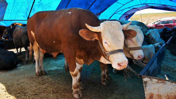Keçiören Belediyesi kurban satış alanı başvurularını başlattı - Resim : 2