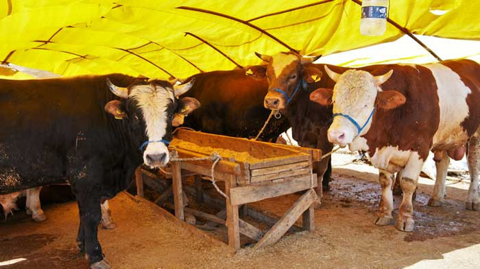 Keçiören Belediyesi kurban satış alanı başvurularını başlattı