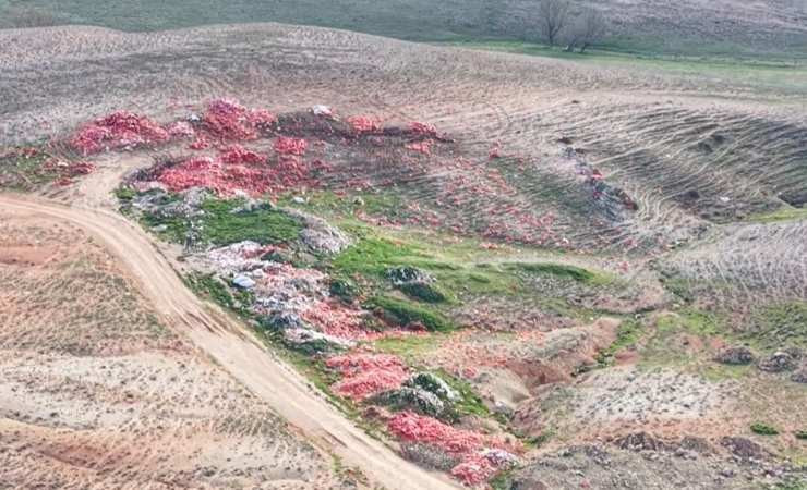 Ticaret Bakanlığı, Polatlı’da boş araziye dökülen soğanlar için harekete geçti