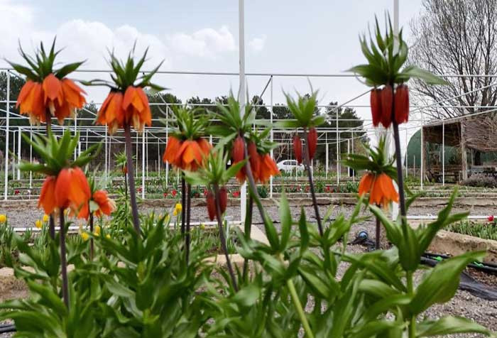 Bu çicekten uzak durun: Koparana 700 bin TL para cezası var!