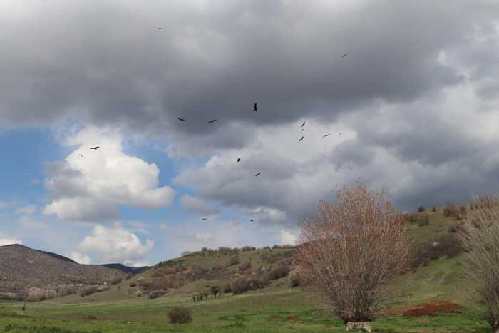 D&uuml;nyanın en nadir kuş t&uuml;rlerinden dev kanatlar s&uuml;r&uuml; halinde Kızılcahamam'da g&ouml;r&uuml;nt&uuml;lendi