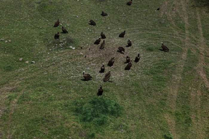 D&uuml;nyanın en nadir kuş t&uuml;rlerinden dev kanatlar s&uuml;r&uuml; halinde Kızılcahamam'da g&ouml;r&uuml;nt&uuml;lendi - Resim : 4