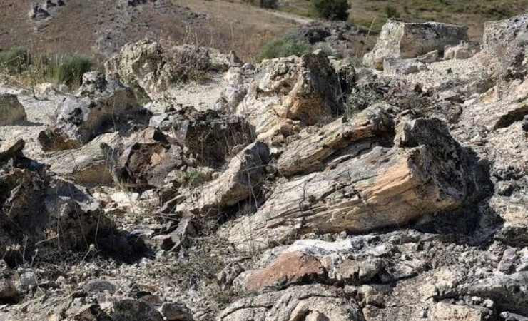 Ankara'nın "Taş Kesilen" devleri: Çamlıdere Fosil Ormanı