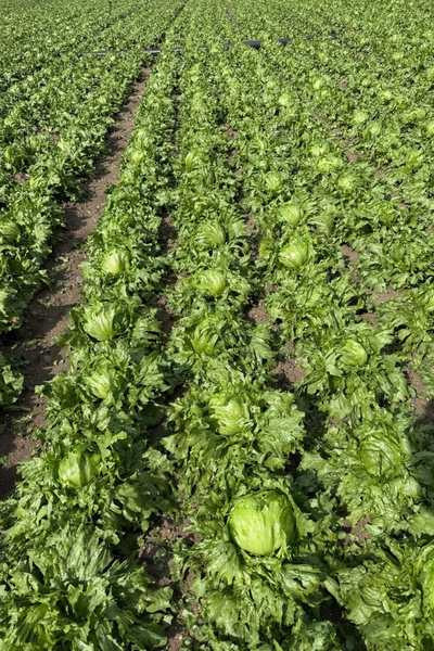 Beypazarı'nda dolu ve fırtına ekili alanlara zarar verdi