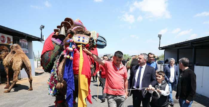 Pursaklar Belediyesi, Kurban Bayramı öncesi kesim provası yaptı - Resim : 2