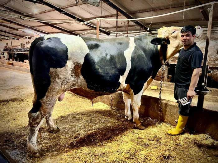 1.2 tonluk dev 'Paşa' 650 bin liraya Ankara'da alıcısını buldu
