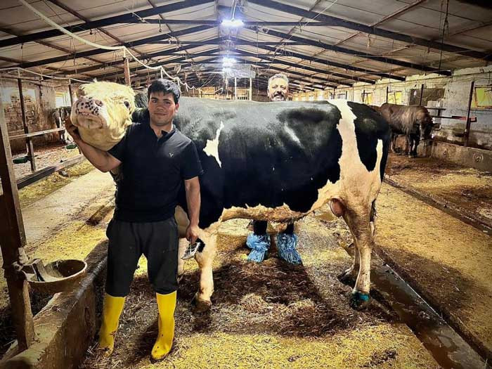 1.2 tonluk dev 'Paşa' 650 bin liraya Ankara'da alıcısını buldu - Resim : 2