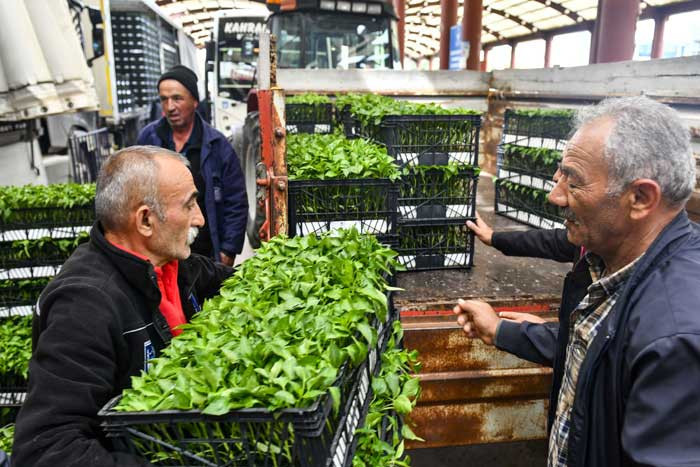 Ankara Büyükşehir Belediyesinden 25 ilçede 8 milyon sebze fidesi desteği! - Resim : 2