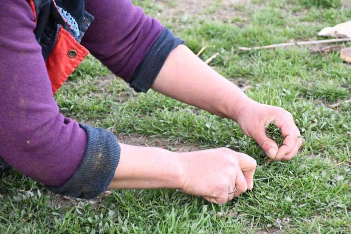 Ankaralılar bu lezzete bayılıyor: Toplaması zahmetli, yemesi lezzetli