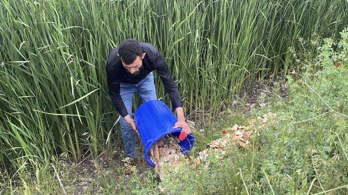 Ankara'da iyilik hareketi: Hurdacılık yapan adam çöpe atılan ekmekleri hayvanlara ulaştırıyor! - Resim : 3