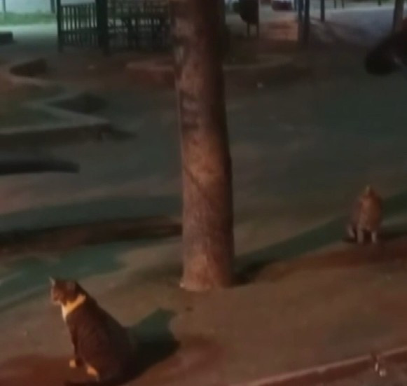 Sincan'da bir farenin iki kediyi kovaladığı anlar görüntülendi