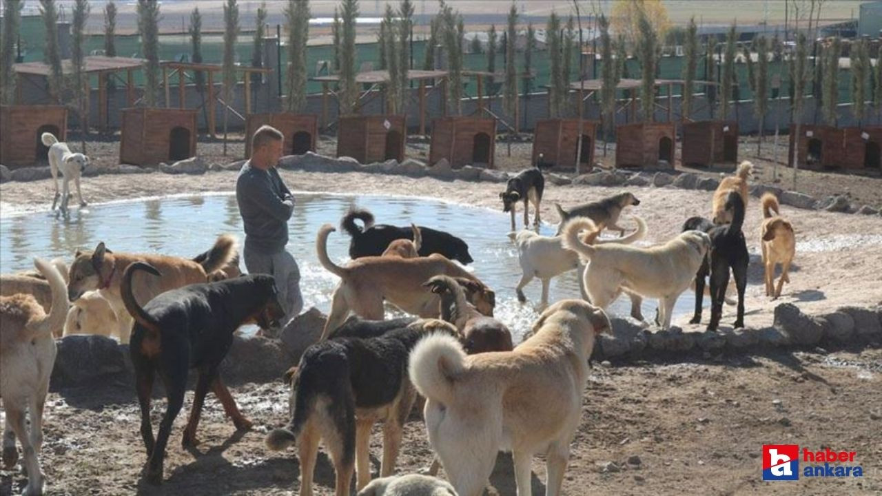 Ankaralı hayvanseverler bu adreste buluşuyor! Gölbaşı'ndaki bu yeri kimse bilmiyor hemen keşfedin