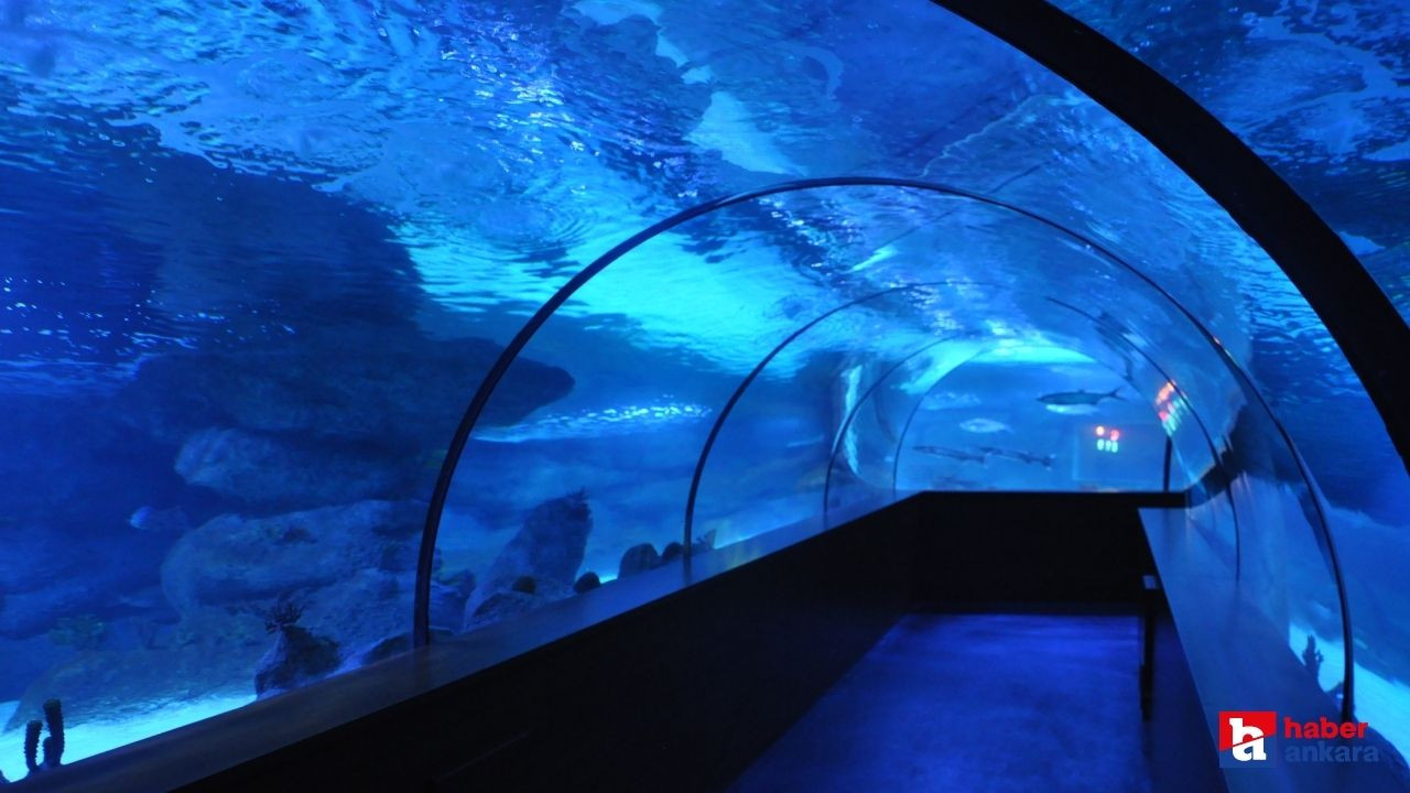 Aqua Vega Akvaryum'a nasıl gidilir ve giriş ücreti nedir?