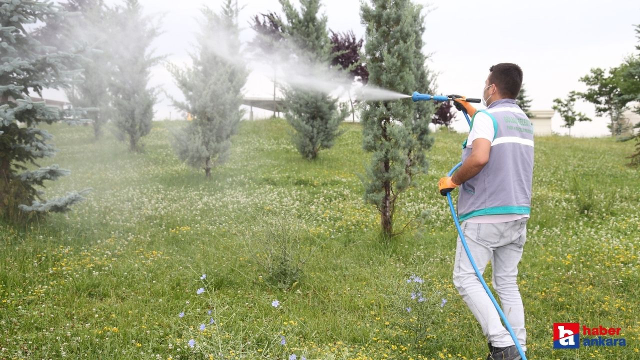 Gölbaşı Belediyesi'nden uçkun ve larva ilaçlaması! Ekipler harekete geçti!