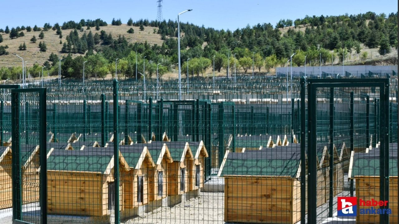 Ankara Büyükşehir Belediyesi 6 bin sokak hayvanına ev sahipliği yapacak projesine devam ediyor!