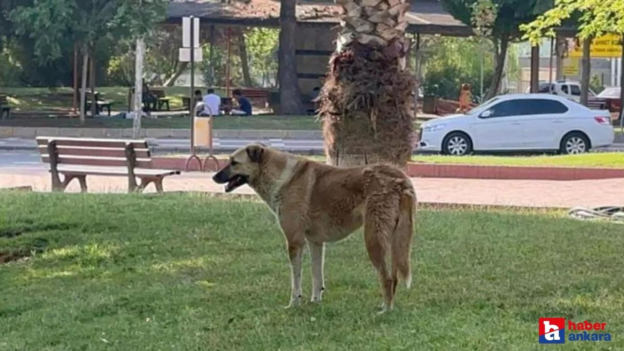 Ankara'nın Etimesgut ilçesindeki bir sitede yaşlı kadına köpek saldırdı